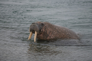 Canvas Print - Walrus