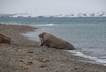 Canvas Print - Walrus