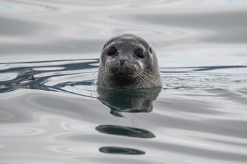 Canvas Print - Seal