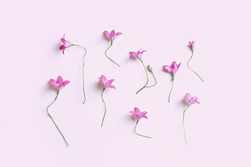 Top view pink violet natural bellflowers with green steam on pastel colored pink, botanical blossoms scenic, minimal flat lay. Beautiful nature delicate wild flowers, summer flowering concept