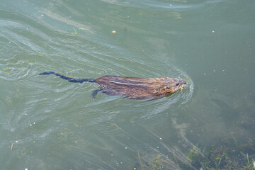 Canvas Print - Beaver