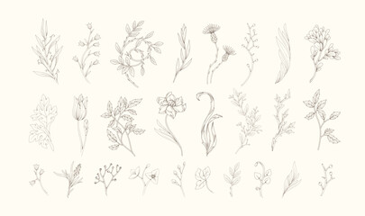 Wall Mural - set of retro silhouette flowers and botanical elements. art nouveau hand drawn leaves branches and b