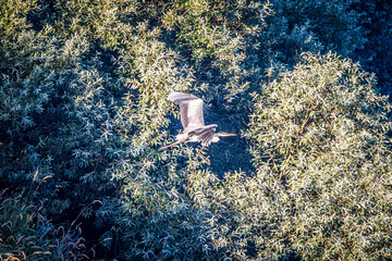 Poster - great heron in flight