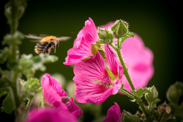 Wall Mural - a bumblebee collecting nectar from the blossom of the anisodontea