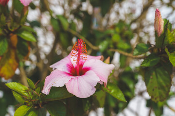 Wall Mural - Pink hibiscus in full bloom close-up in the garden