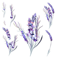 Poster - Collection of vector lavender flowers in soft pastel purple colors