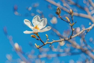 Poster - A single white flower blooms on a tree branch against a bright blue sky