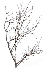 Wall Mural - a tree with exposed branches and a bird resting on one of its limbs