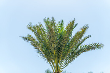 Wall Mural - Palm tree with green leaves on blue background