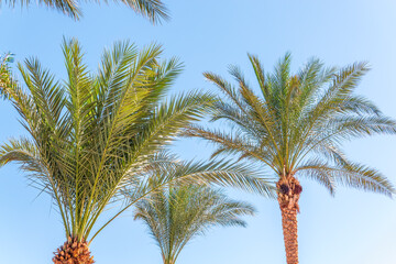 Wall Mural - Palm tree with green leaves on blue background