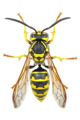 Wall Mural - A close-up shot of a wasp on a white background, great for science or nature-related uses