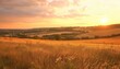 © Bernardo - Golden Sunset Over a Summer Field with Lush Grass and Open Sky