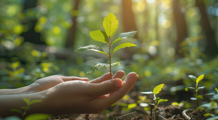 Two hands carefully cradle a young sapling, its fresh green leaves standing out against a blurred forest scene, representing the essence of environmental stewardship. Generative AI.