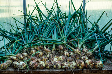 Freshly harvested onions from the garden.