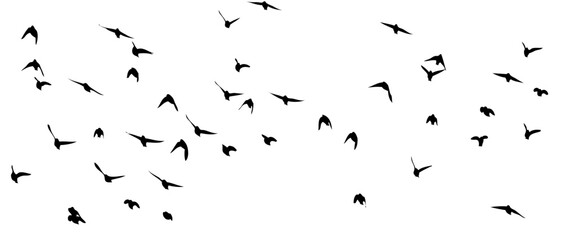 Wall Mural - Flying birds silhouette flock. hand drawing. Not AI, Vector illustration