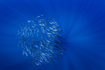 Wall Mural - Ball of sardines near the surface.Small fish in huge shoal.  Common fish in the ocean are looking for food. 