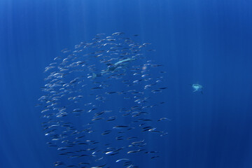 Wall Mural - Ball of sardines near the surface.Small fish in huge shoal.  Common fish in the ocean are looking for food. Dolphins are hunting sardines. 