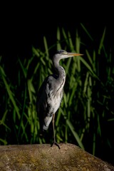 Wall Mural - heron standing on a rock with a dark background and green foliage in the background