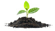 © Gomez - young plant sprout growing from soil isolated on white or transparent png background