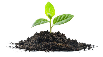 young plant sprout growing from soil isolated on white or transparent png background