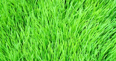 Wall Mural - lush spring grass moving in the wind. overhead of vibrant green meadow grass. seamless loop.