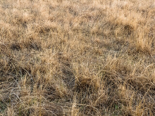 Canvas Print - dry grass field background