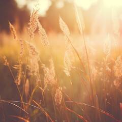 Beautiful grass flower in the field at sunset. Nature background.