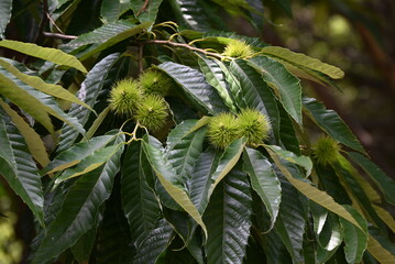 Canvas Print - Japanese chestnut flowers.Fagaceae deciduous fruit tree.Diclinous and insect-pollinated, attracting insects with the scent of the male flowers.