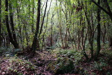 Wall Mural - dense primeval forest with pathway