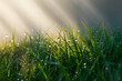 © Fahad - grass with dew