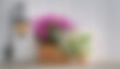 © لغة الضاد - blurred nature background with noise effect, grainy nautre texture blurred