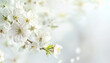 © Steven - White blossoms on a branch with a soft light background, creating a dreamy effect