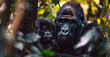 © Mladen - A gorilla family with a baby gorilla in the forests of Central Africa, African jungle, dense rainforest, Green Background, Nature Wallpaper