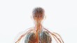 © MiniRiz - Human anatomy, Nervous system, brain and spine. Medical illustration of the human body showing nerves, blood vessels, and organs.