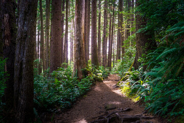 Wall Mural - Falcon Point Trail Oregon