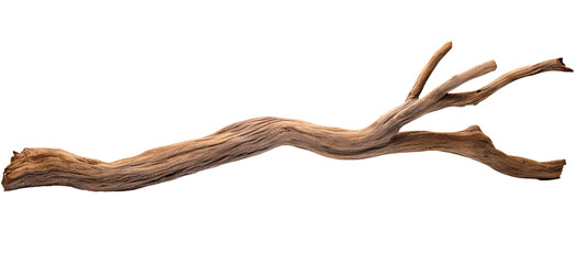 Wall Mural - branch of a dry old tree isolated on transparent background