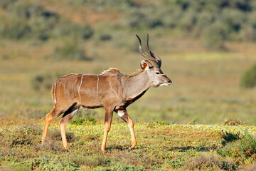 Poster - Male kudu antelope (Tragelaphus strepsiceros) walking in natural habitat, Addo Elephant National Park, South Africa.