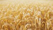 © Ева Поликарпова - A sunny day in a field with ripe wheat, ready for harvest