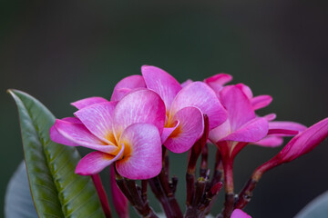 Wall Mural - Abstract macro view of a blooming plumeria (frangipani) inflorescence containing pink, yellow and white flower blossoms, with defocused background
