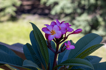 Wall Mural - Abstract macro view of a blooming plumeria (frangipani) inflorescence containing pink, yellow and white flower blossoms, with defocused background