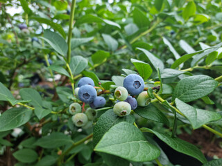 Sticker - Highbush blueberry plant with fruits