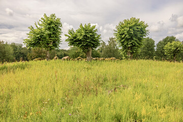 Wall Mural - Meadow with flowering wildflowers and lush green trees