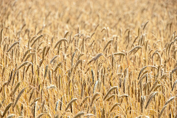 Poster - Close up at a growing cornfield in the countryside