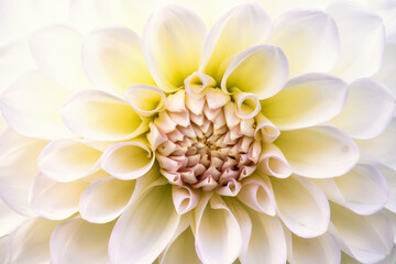 Poster - Close up at a White Dahlia flower