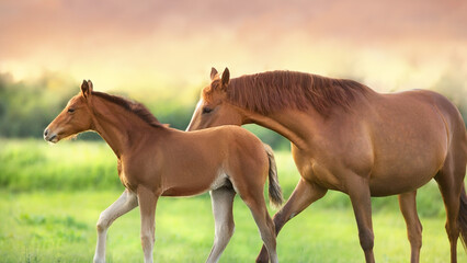 Canvas Print - Mare and foal