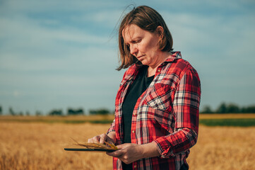 Farm worker using digital tablet in ripe wheat field