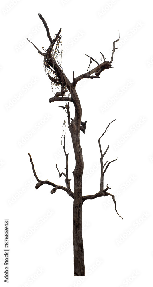 Dead tree isolated on transparent background with clipping path and ...