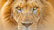 © Svetlana Kolpakova - A lion with yellow eyes staring at the camera. World Lion day, banner