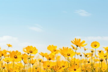 Wall Mural - Yellow flower field nature backgrounds landscape.