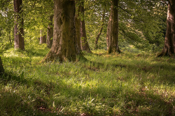 In the forest in summer